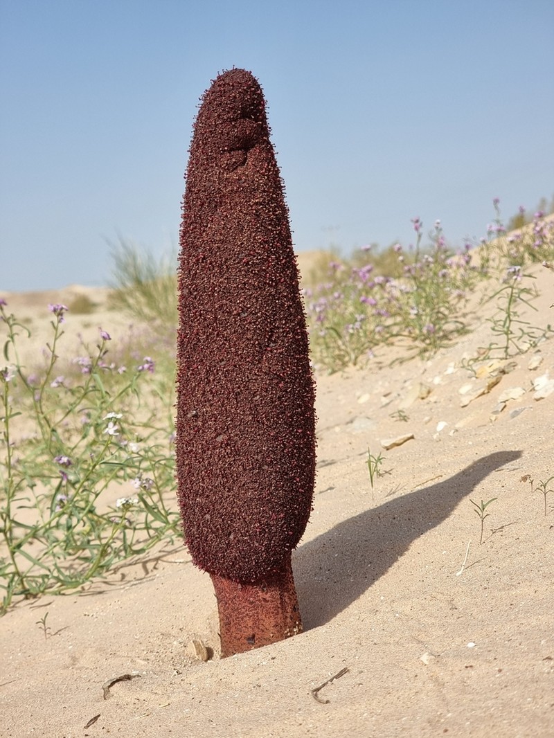 Cynomorium coccineum photo 6