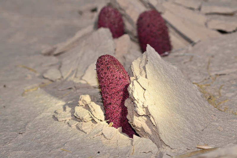 Cynomorium coccineum photo 7