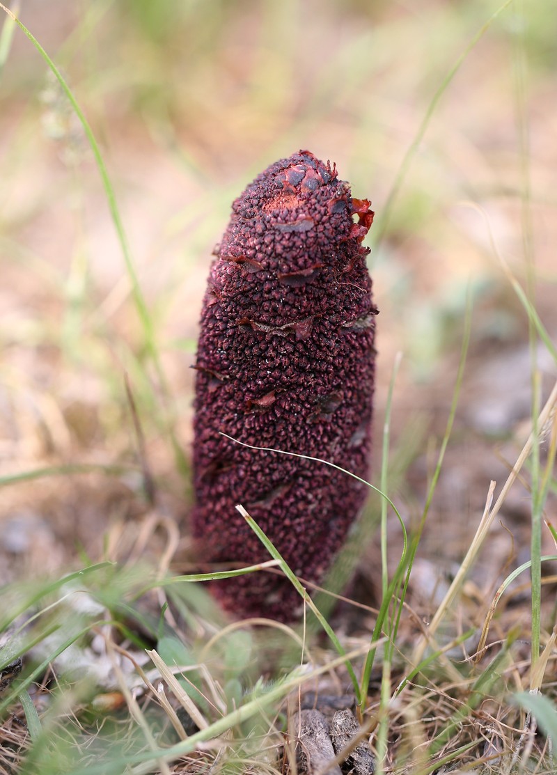 Cynomorium coccineum subsp. songaricum