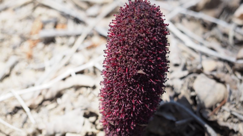 Cynomorium coccineum subsp. songaricum photo 2