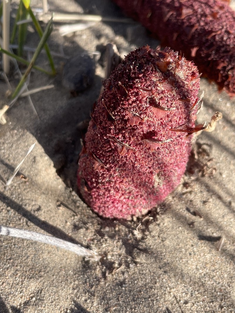 Cynomorium coccineum subsp. songaricum photo 4