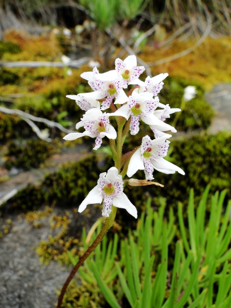 Cynorkis alborubra