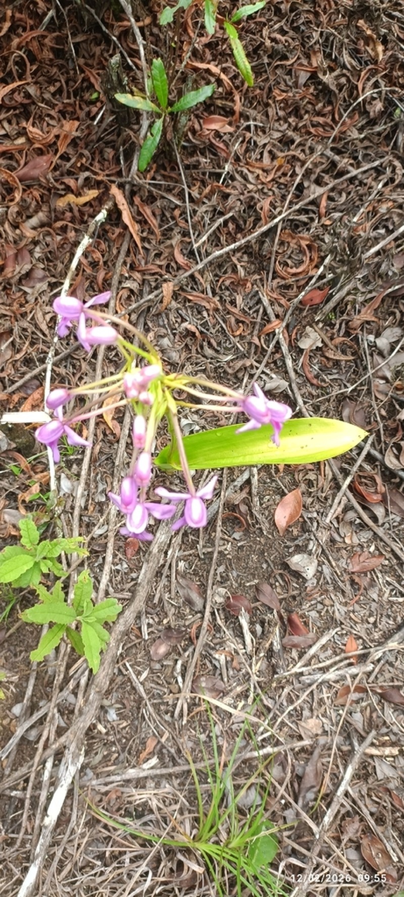 Cynorkis ampullacea photo 2