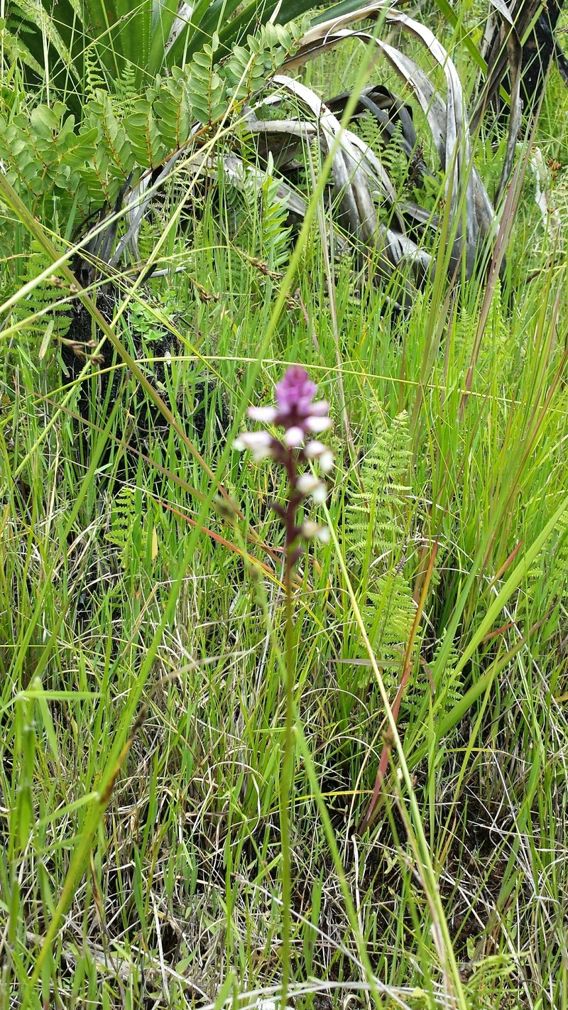 Cynorkis ampullacea photo 3