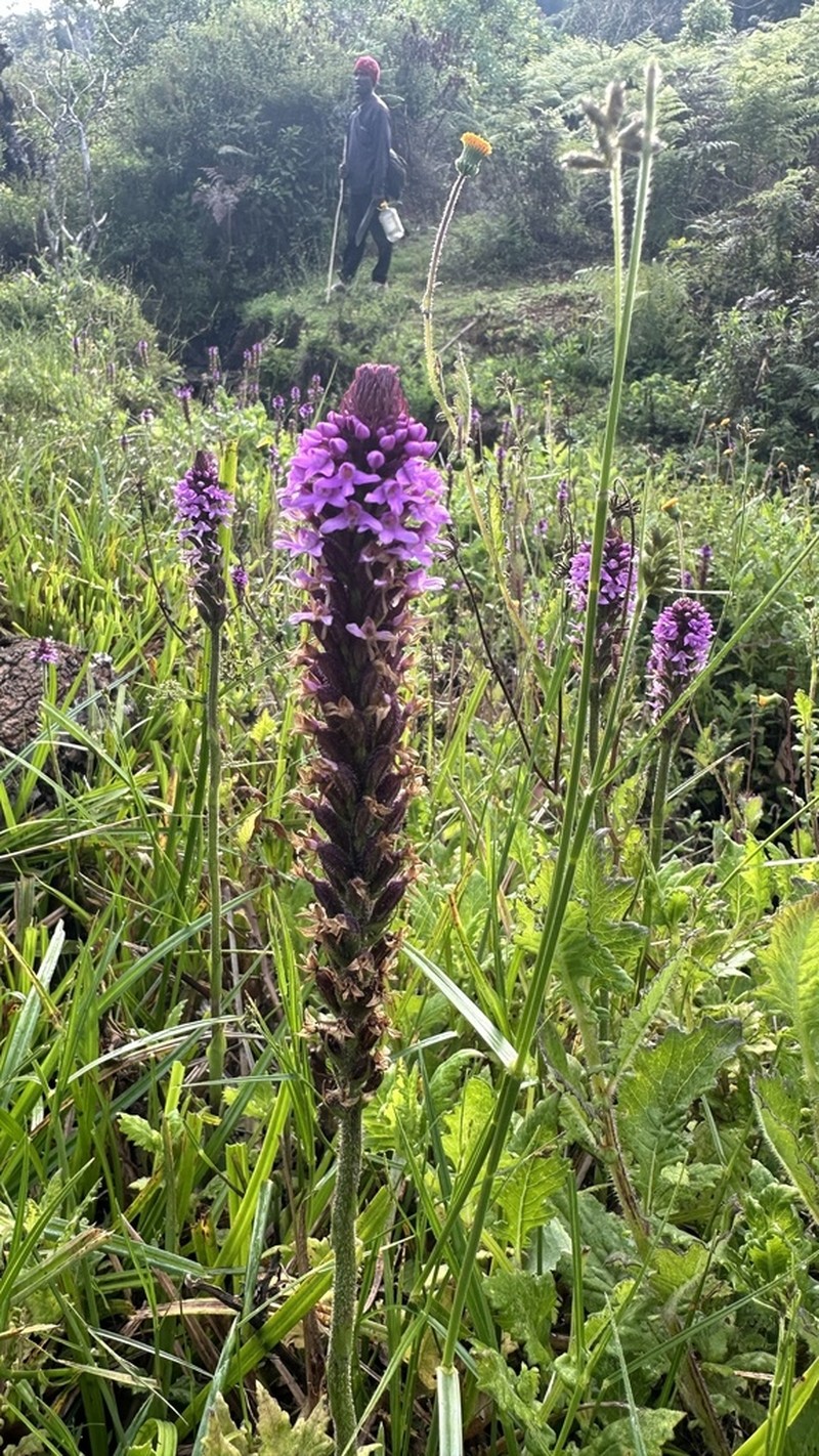 Cynorkis anacamptoides