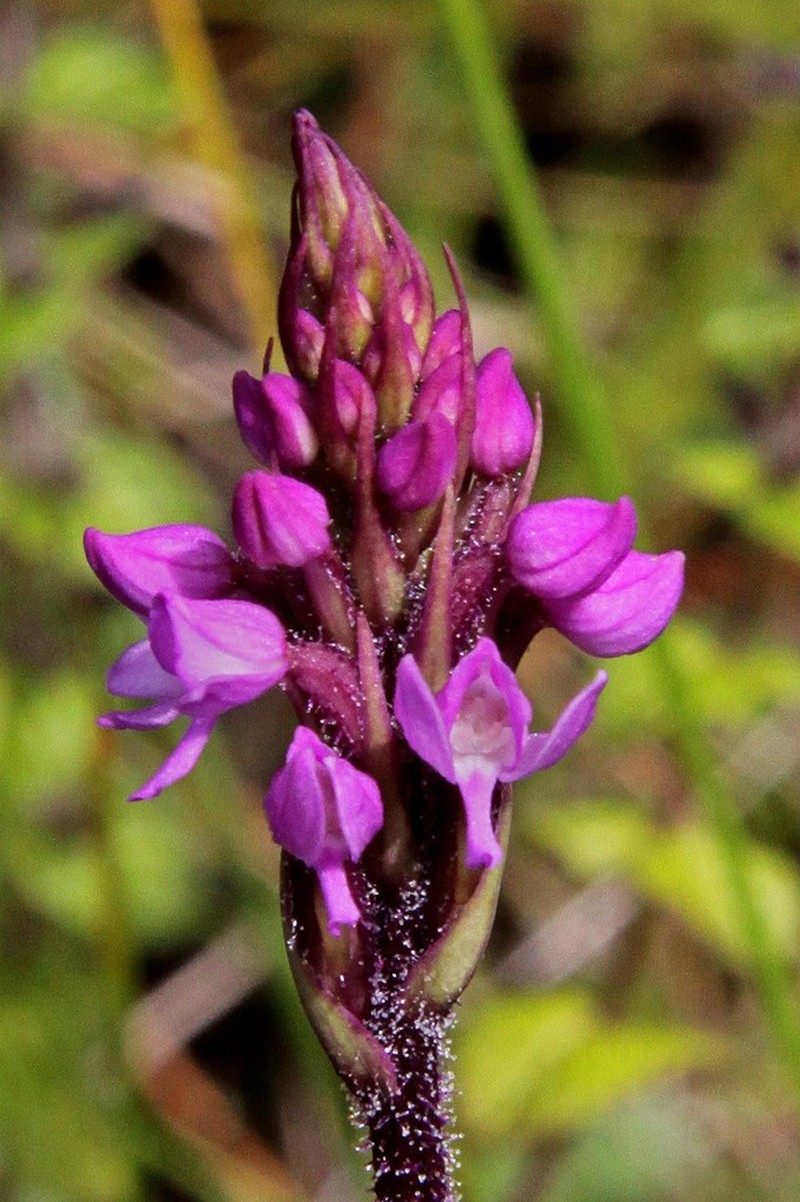 Cynorkis anacamptoides photo 2