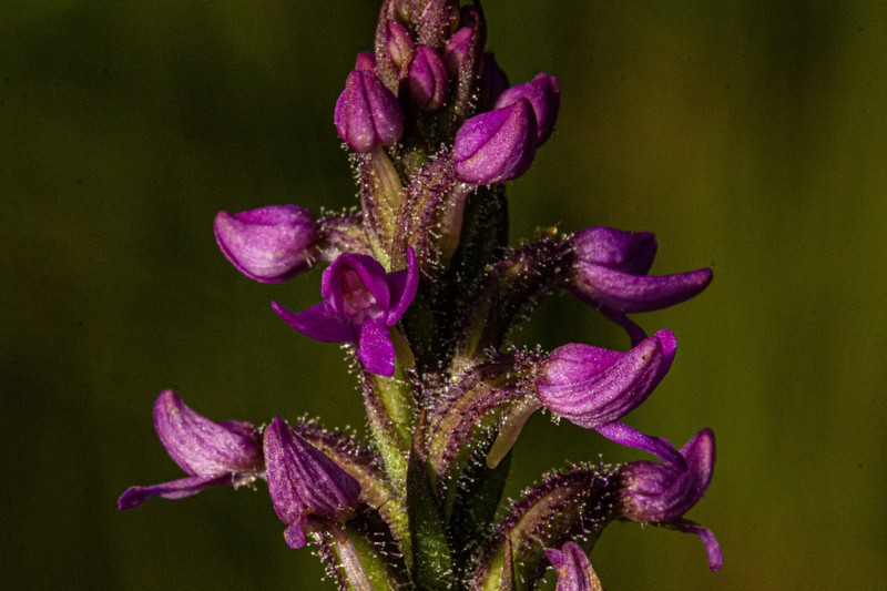 Cynorkis anacamptoides photo 3
