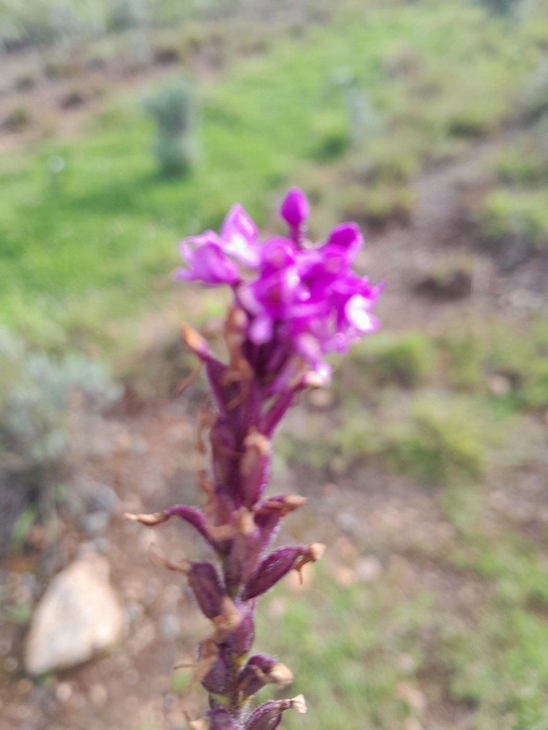 Cynorkis anacamptoides photo 4