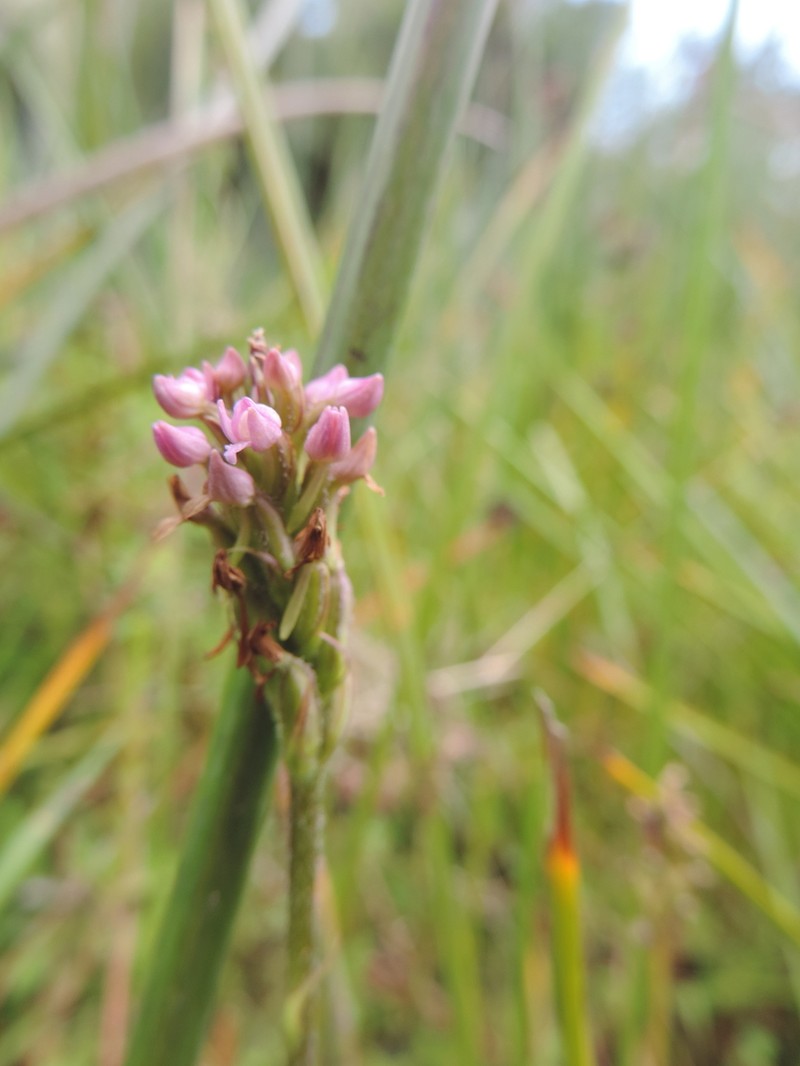 Cynorkis anacamptoides photo 5