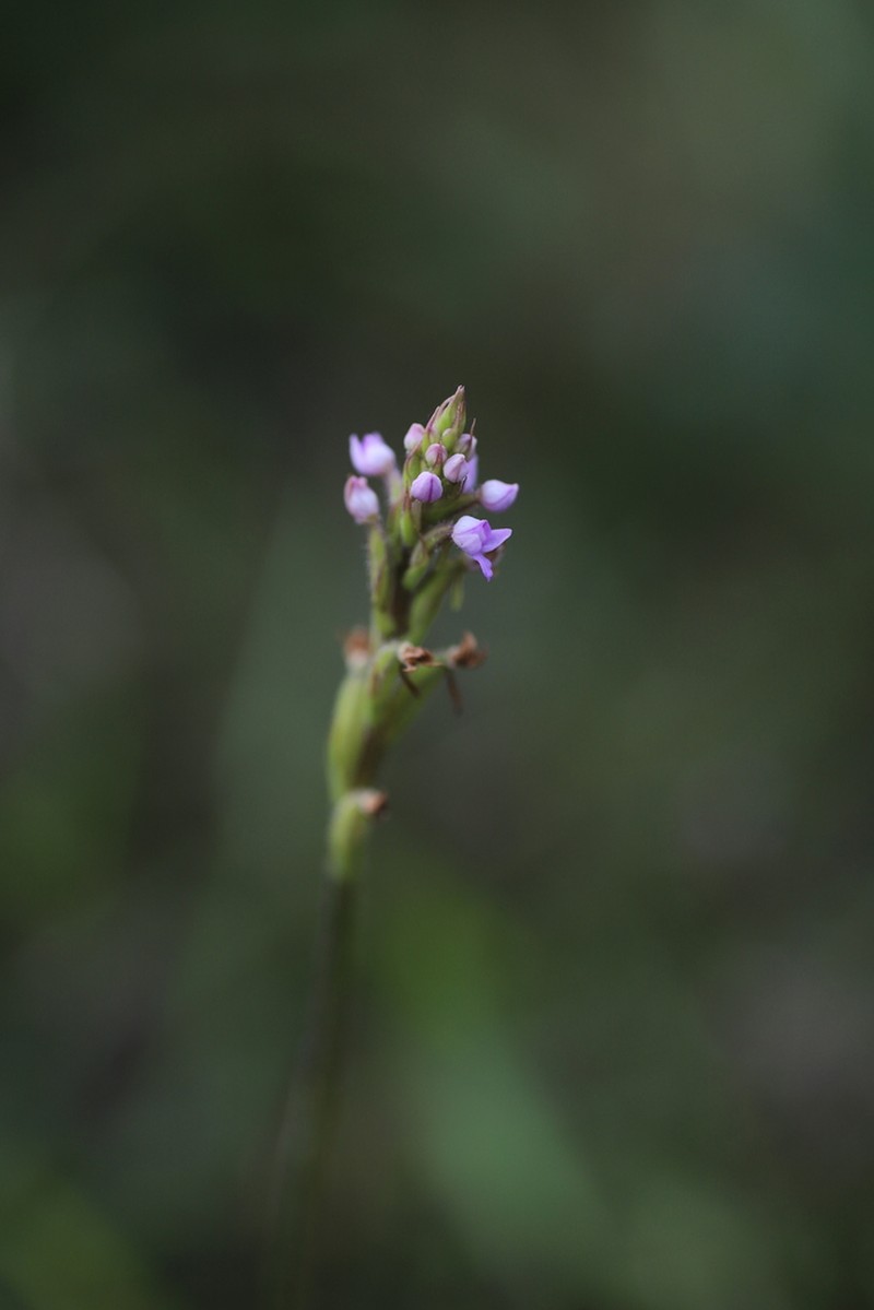 Cynorkis anacamptoides photo 6