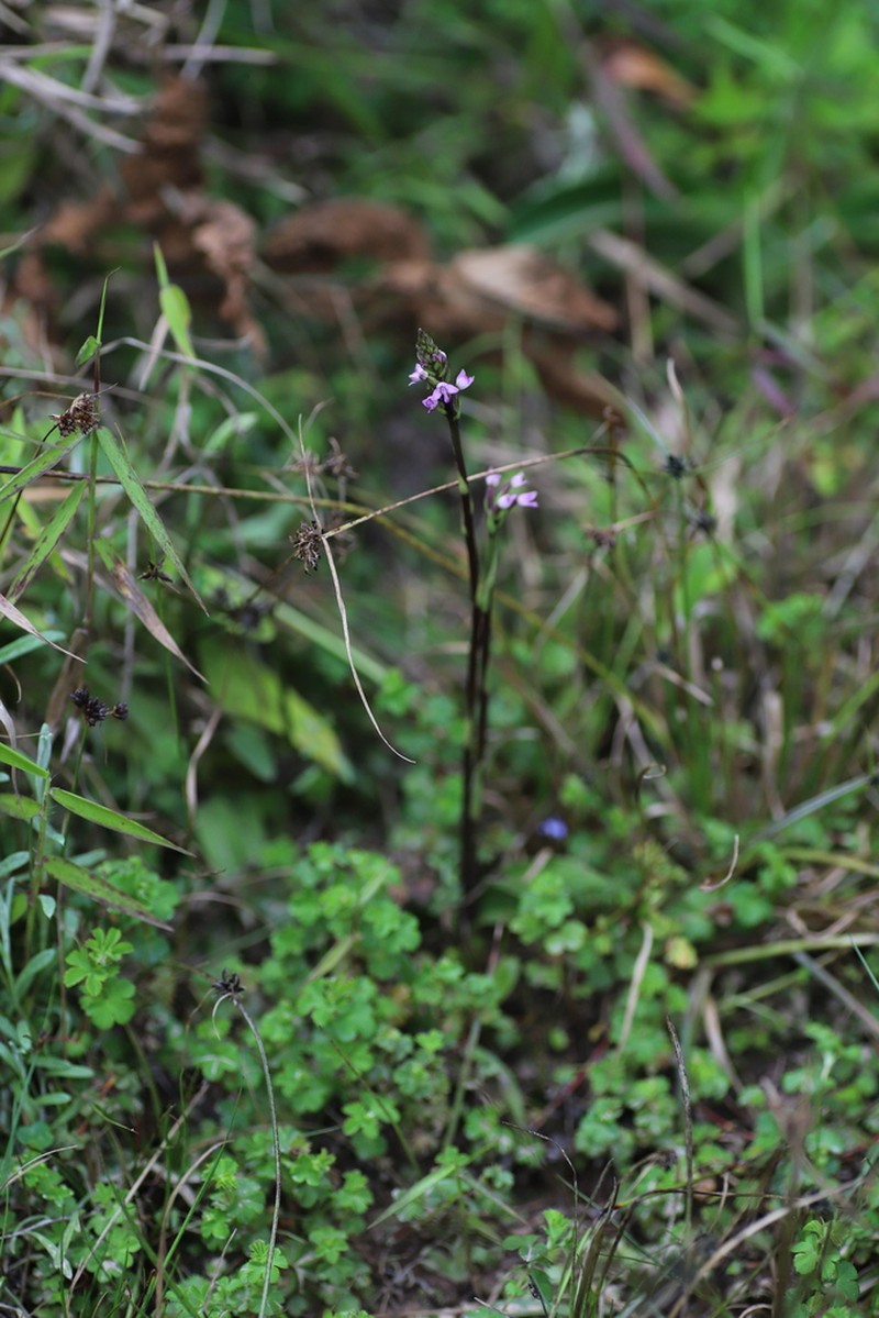 Cynorkis anacamptoides photo 7