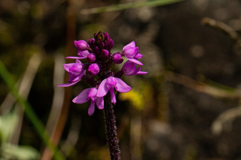 Cynorkis anacamptoides photo 8