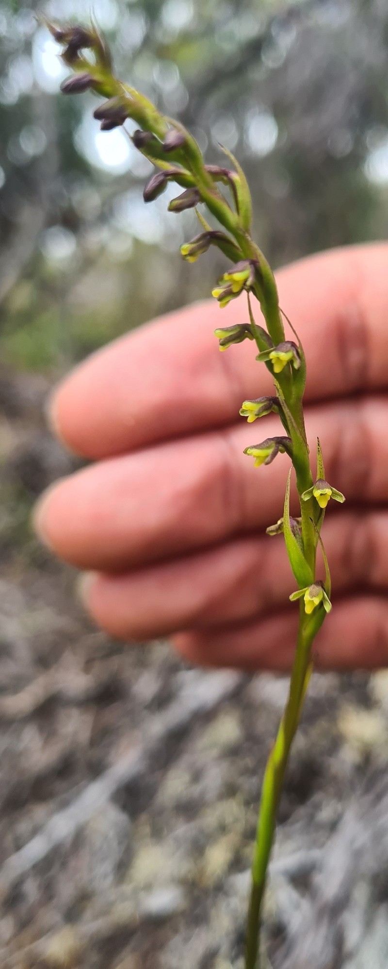 Cynorkis anacamptoides var. anacamptoides