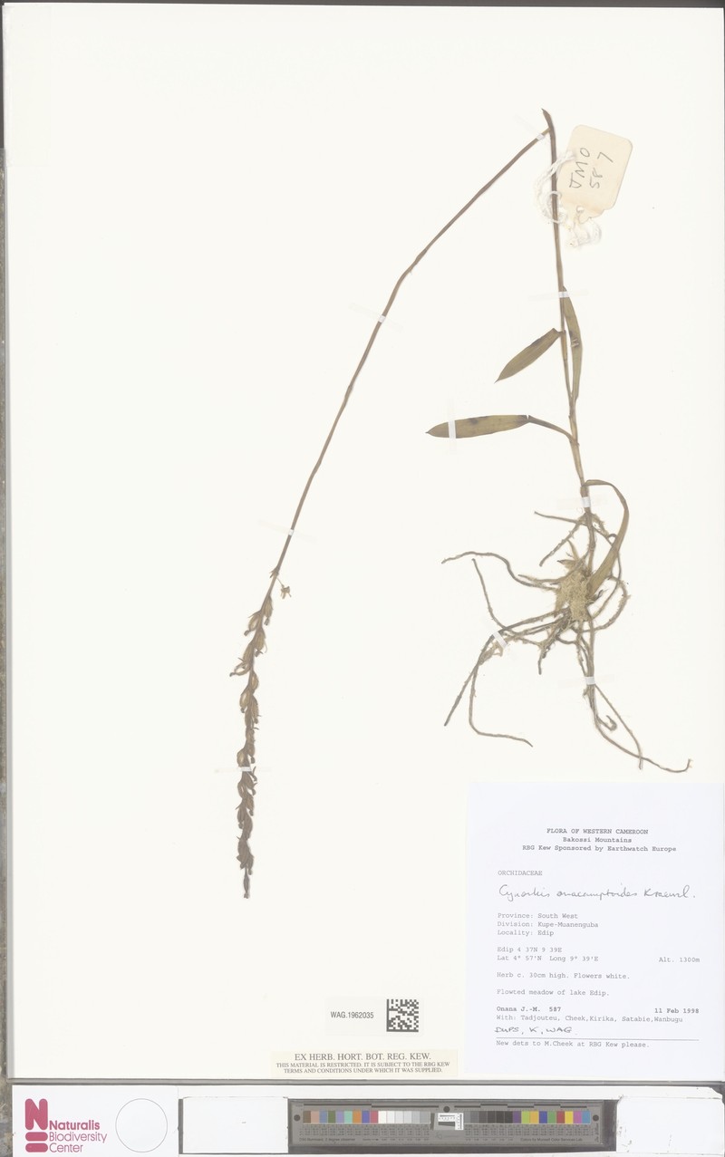 Cynorkis anacamptoides var. anacamptoides photo 2