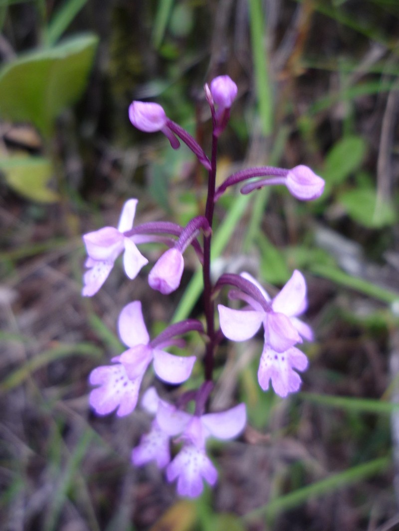 Cynorkis andringitrana
