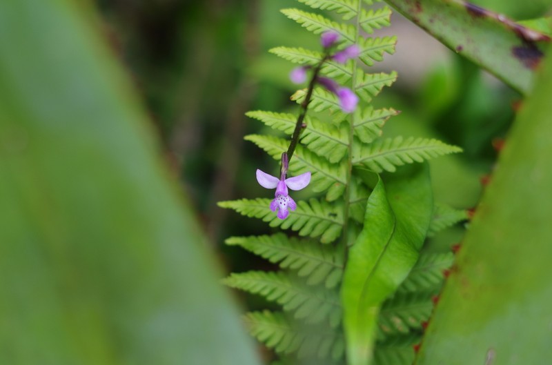 Cynorkis andringitrana photo 3
