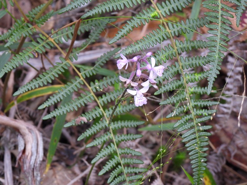 Cynorkis andringitrana photo 4