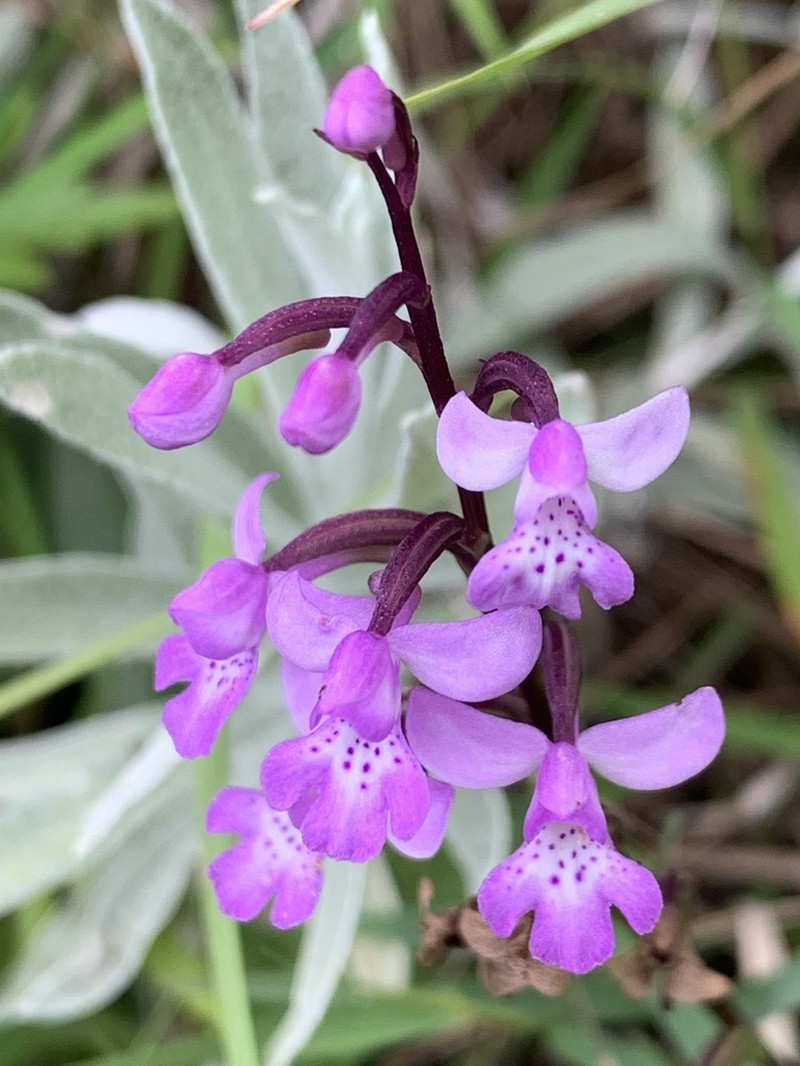 Cynorkis andringitrana photo 5