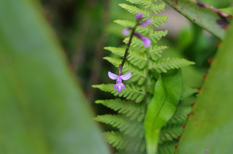 Cynorkis andringitrana photo 6