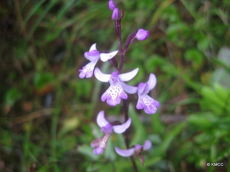 Cynorkis andringitrana photo 7