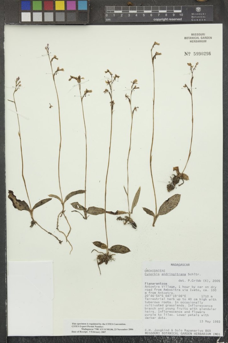 Cynorkis andringitrana photo 8