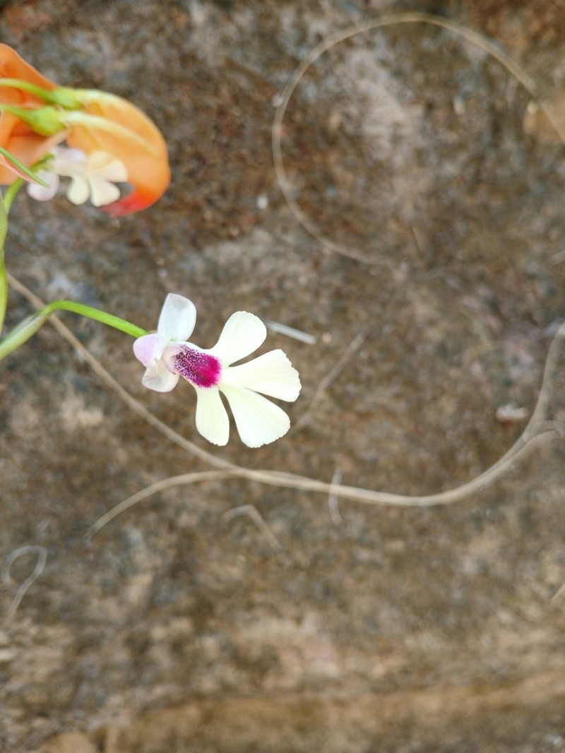 Cynorkis angustipetala photo 2