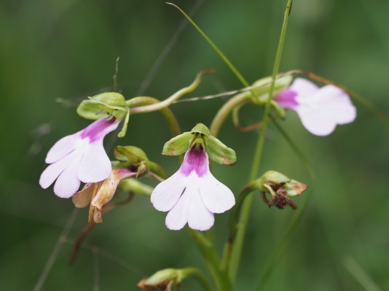 Cynorkis angustipetala photo 3