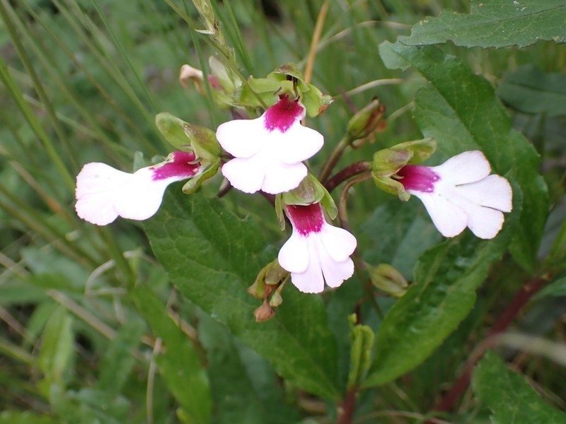 Cynorkis angustipetala photo 4