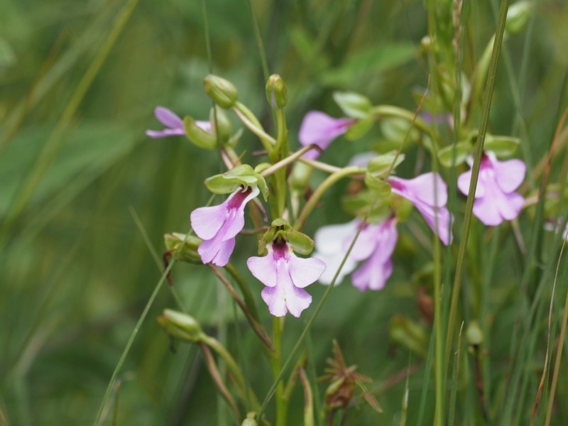 Cynorkis angustipetala photo 5
