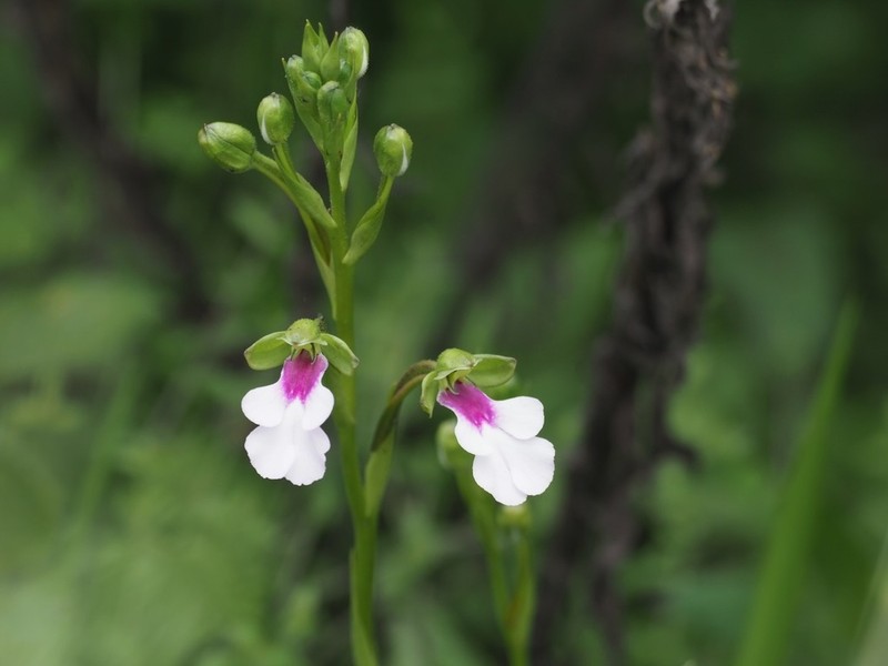 Cynorkis angustipetala photo 6