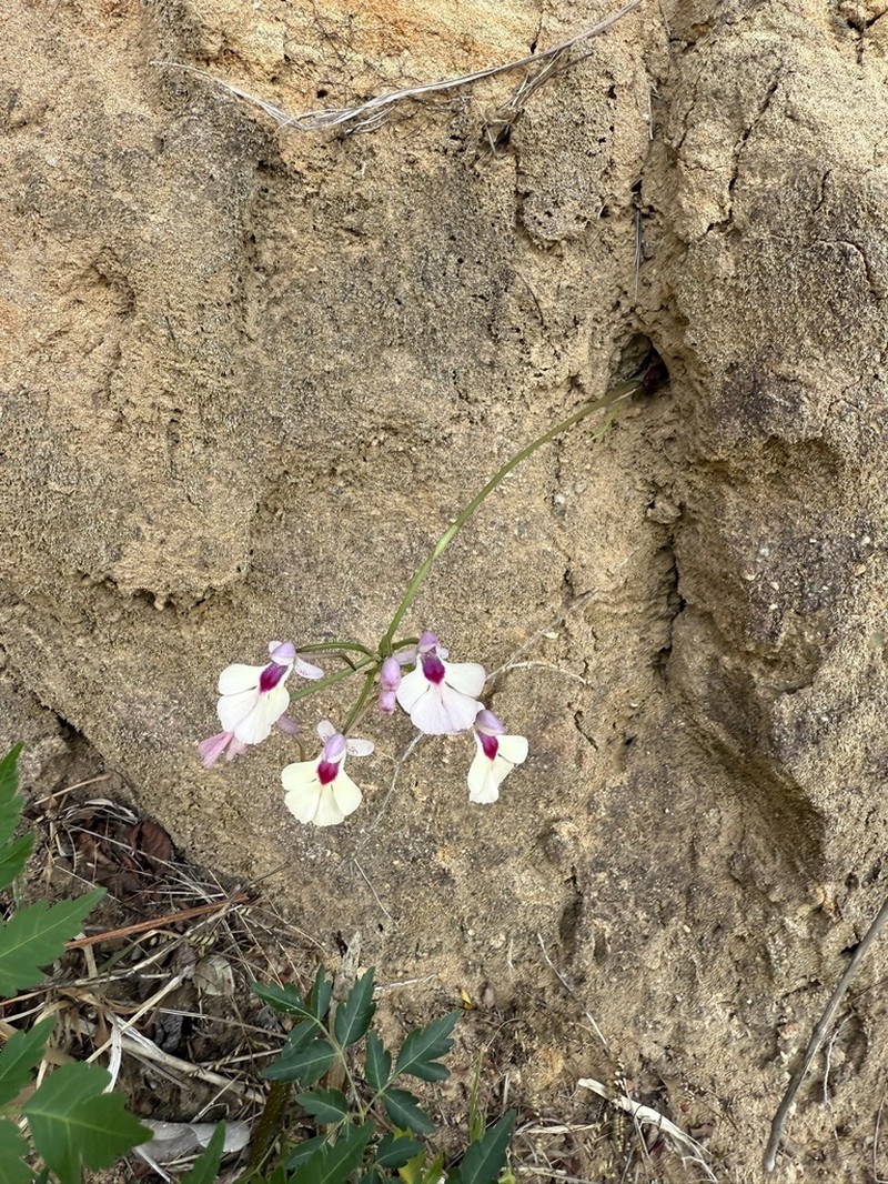 Cynorkis angustipetala photo 7