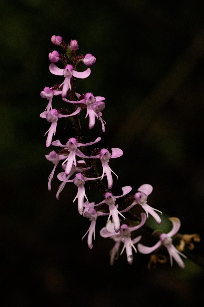 Cynorkis anisoloba