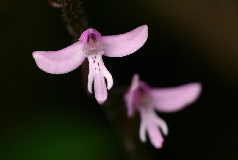 Cynorkis anisoloba photo 2