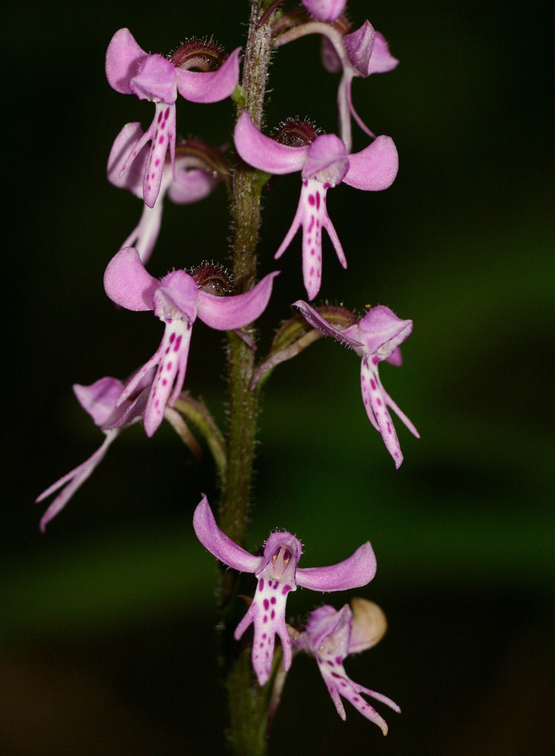 Cynorkis anisoloba photo 5