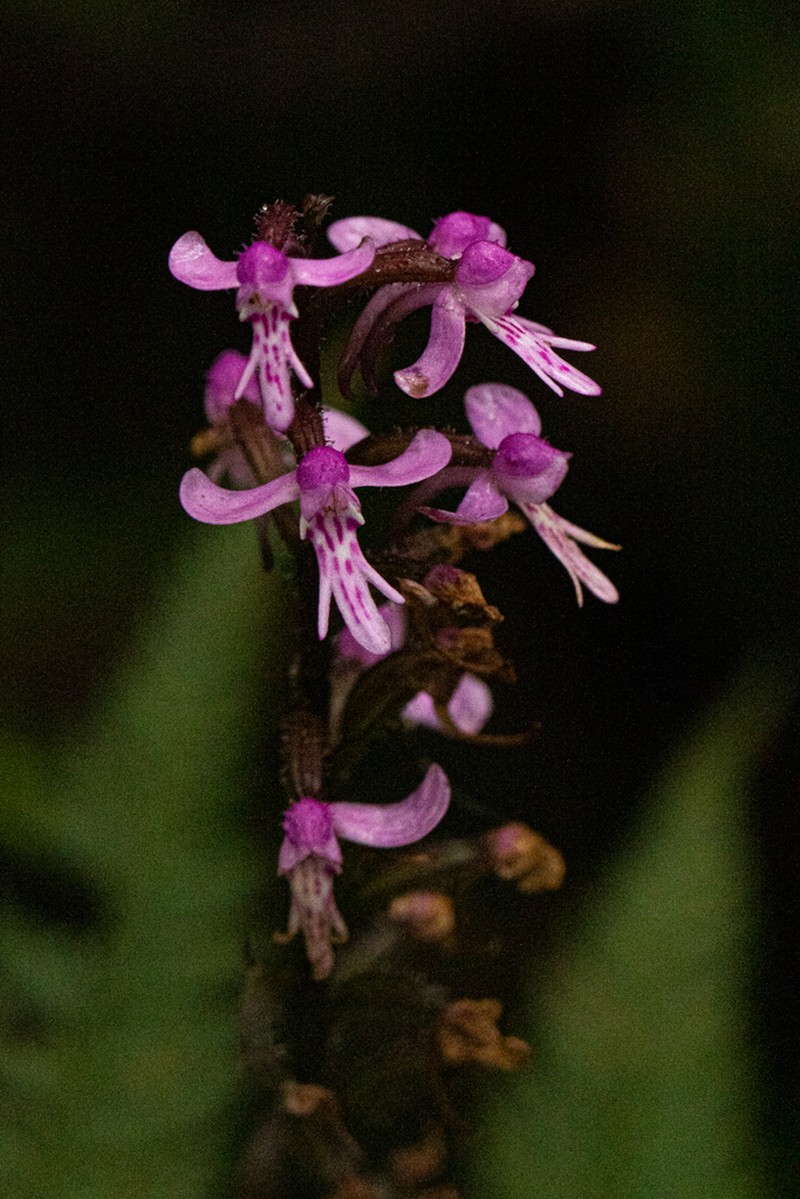 Cynorkis anisoloba photo 6