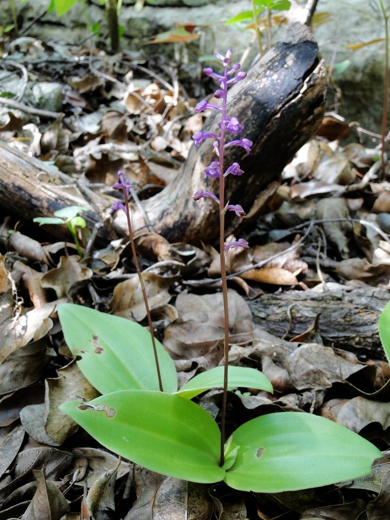 Cynorkis ankaranensis