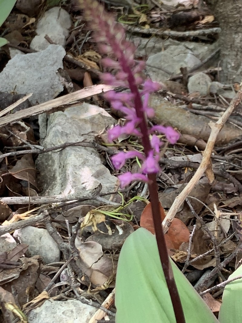 Cynorkis ankaranensis photo 3
