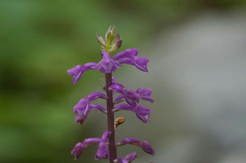 Cynorkis ankaranensis photo 4