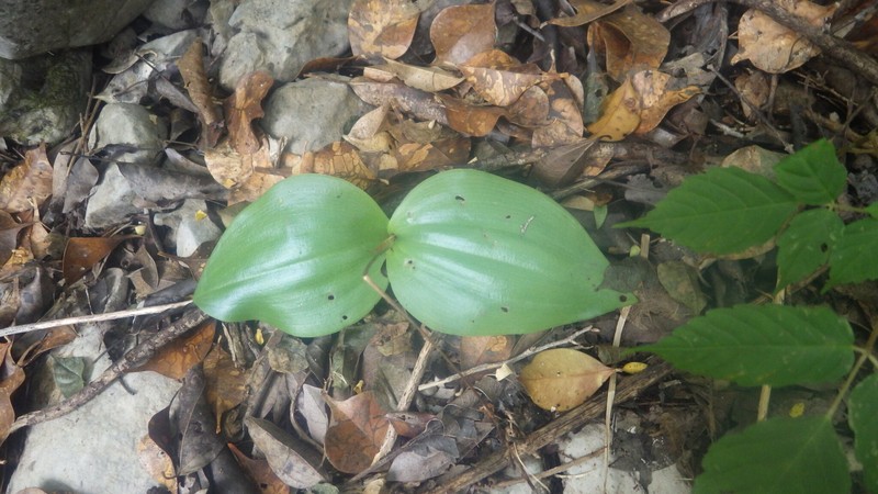 Cynorkis ankaranensis photo 6