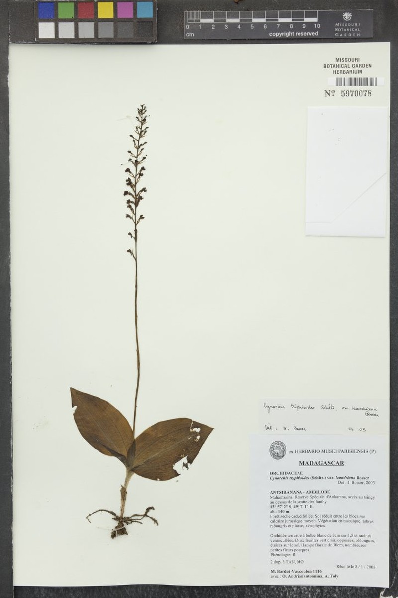 Cynorkis ankaranensis photo 7