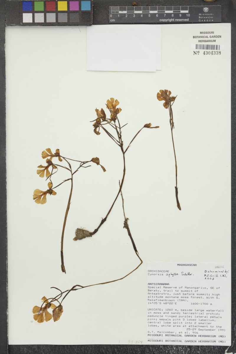 Cynorkis aphylla