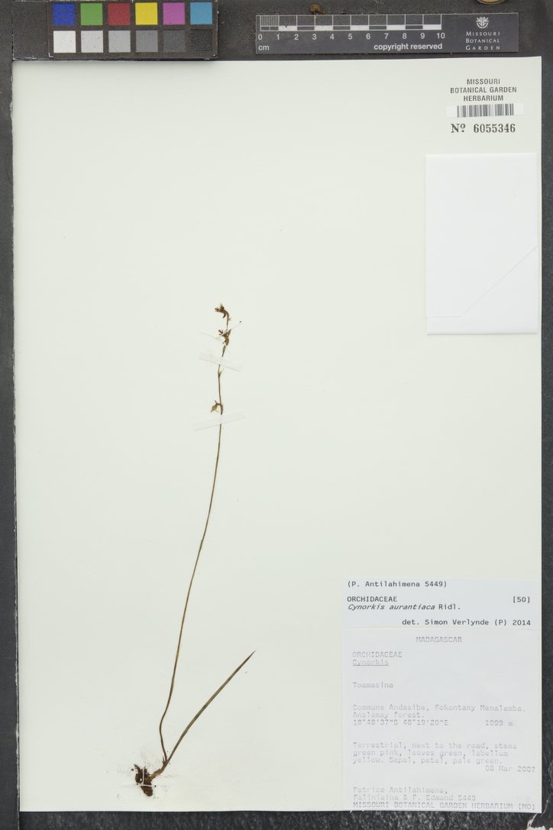Cynorkis aurantiaca