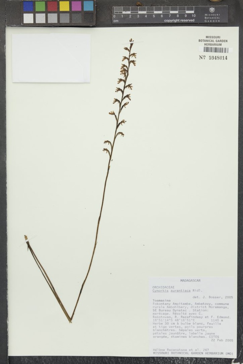 Cynorkis aurantiaca photo 2