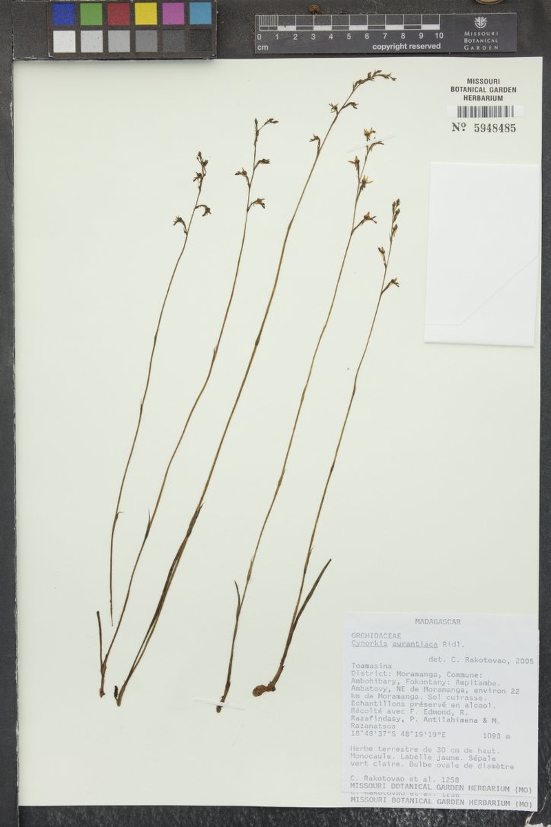 Cynorkis aurantiaca photo 3