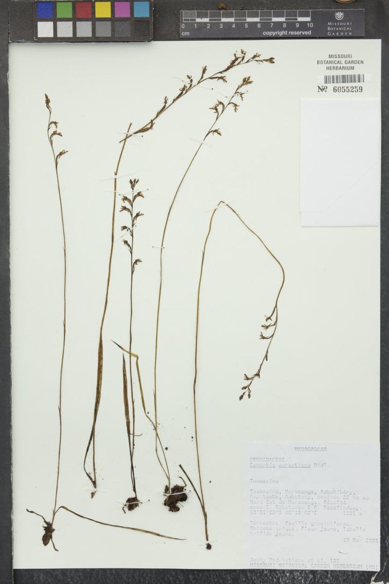 Cynorkis aurantiaca photo 4