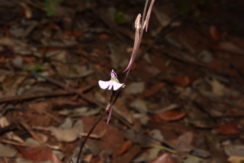 Cynorkis bardotiana
