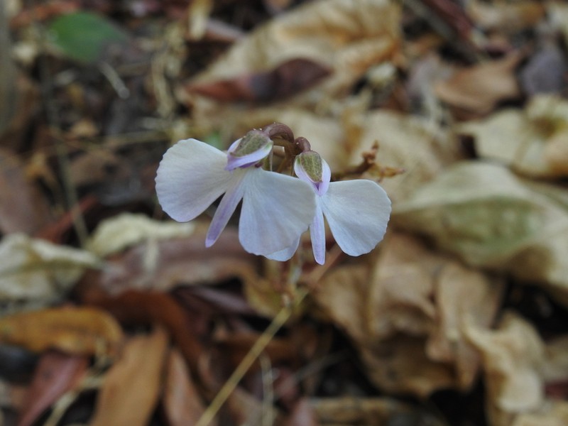 Cynorkis bardotiana photo 2