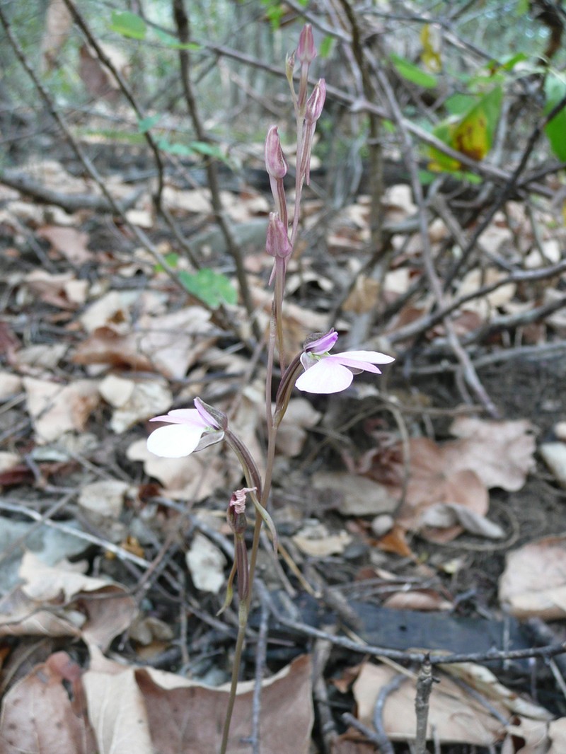 Cynorkis bardotiana photo 5