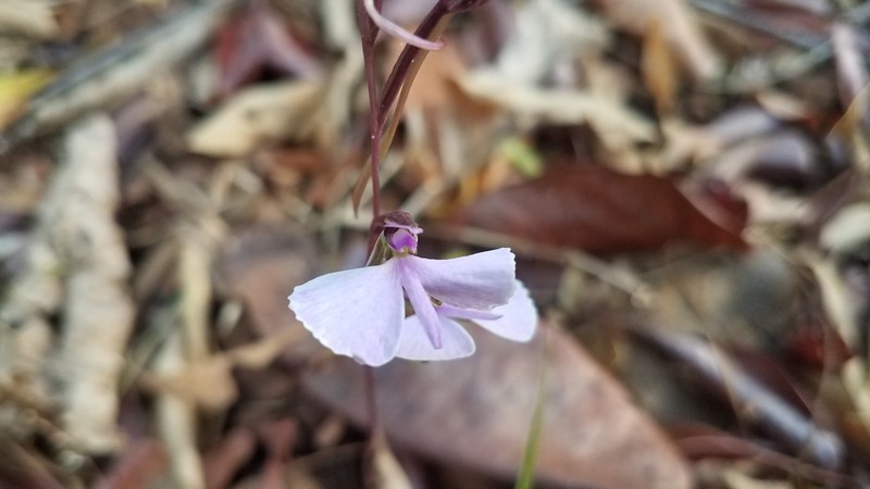 Cynorkis bardotiana photo 7