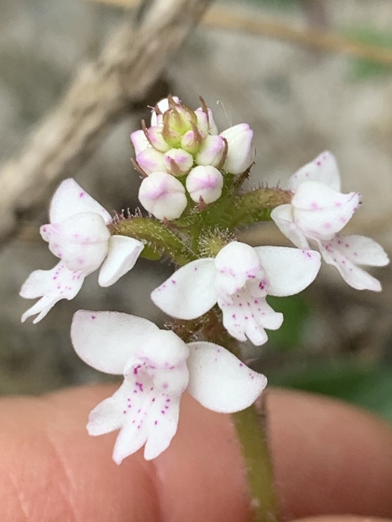 Cynorkis baronii